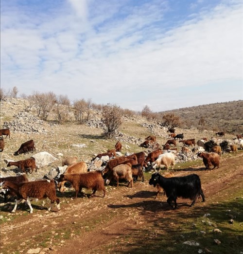 DARGEÇİT'TE SÜRÜ YÖNETİMİ ELEMANI KURSU AÇILIYOR